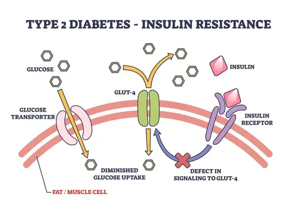 🧬 Resistencia a la insulina: el enemigo silencioso que afecta tu metabolismo