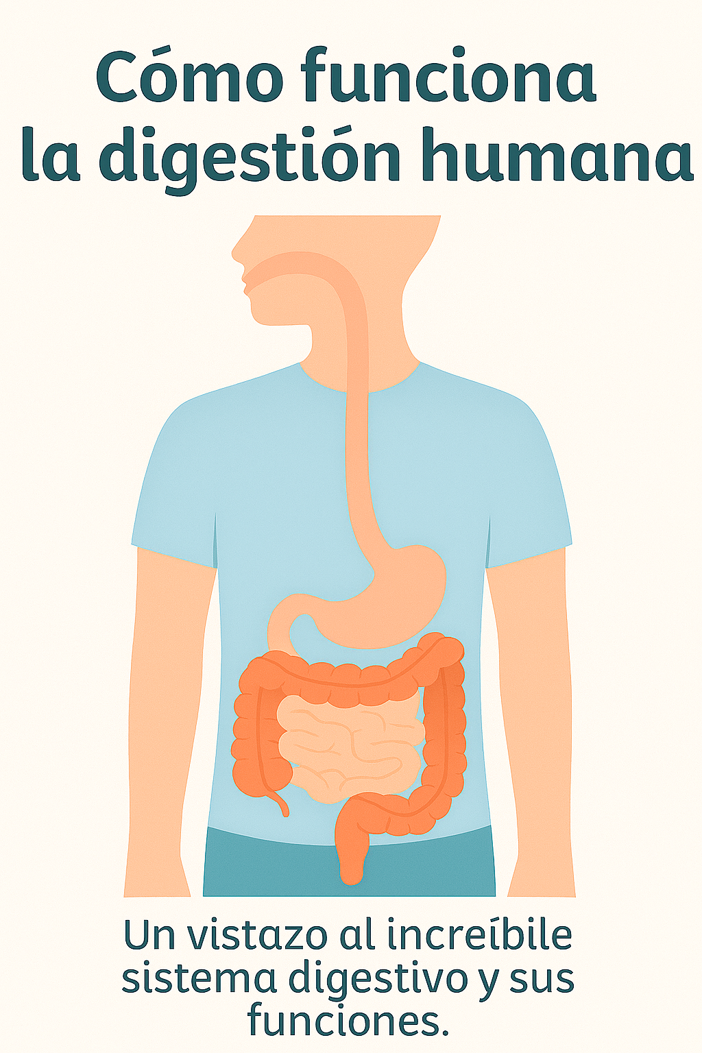 Ilustración anatómica del sistema digestivo humano con órganos etiquetados